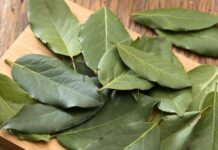 Manfaat Daun Salam untuk Asam Urat dan Cara Pengolahannya manfaat daun salam