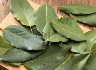 Manfaat Daun Salam untuk Asam Urat dan Cara Pengolahannya manfaat daun salam