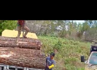 Warga Desa Silando Akan Laporkan Kasus Dugaan Pencurian Kayu Ke Polisi