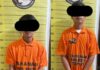Dua Tersangka Pemilik Ganja Ditangkap Satresnarkoba Polres Taput Dari Kedai Tuak