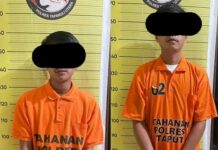 Dua Tersangka Pemilik Ganja Ditangkap Satresnarkoba Polres Taput Dari Kedai Tuak