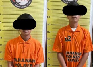 Dua Tersangka Pemilik Ganja Ditangkap Satresnarkoba Polres Taput Dari Kedai Tuak