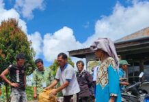 Toba Pulp Lestari TPL Berikan Bantuan Bibit Kentang dan Pupuk Organik di Sipahutar TAPUT.