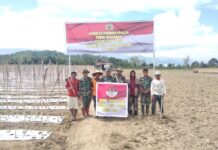 Dukung Ketahanan Pangan, Anggota Koramil 1307-10/Lore Utara Siapkan Lahan 5 Hektar di Desa Maholo dalam Rangka TMMD Imbangan Kodim 1307/Poso