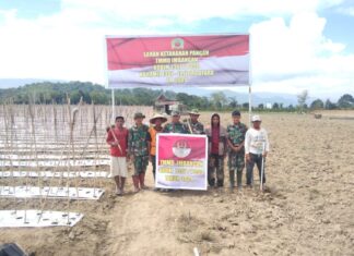 Dukung Ketahanan Pangan, Anggota Koramil 1307-10/Lore Utara Siapkan Lahan 5 Hektar di Desa Maholo dalam Rangka TMMD Imbangan Kodim 1307/Poso