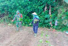 Anggota Koramil 1307-10/Lore Utara Berperan Aktif dalam Pendampingan Ketahanan Pangan Melalui Penanaman Sawi Putih di Desa Wanga