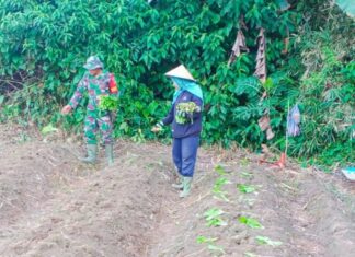 Anggota Koramil 1307-10/Lore Utara Berperan Aktif dalam Pendampingan Ketahanan Pangan Melalui Penanaman Sawi Putih di Desa Wanga