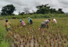 Bantu Panen Padi Warga Babinsa Koramil 1307-11/Pamona Selatan Sampaikan Akan Selalu Dampingi Program Ketahanan Pangan