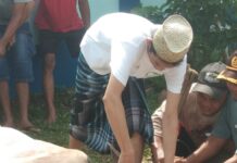 Idul Adha 1445 H 2024 PWI Kabupaten Bogor Kurban Dua Ekor Sapi dan Enam Ekor Kambing