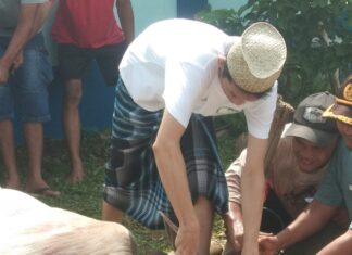 Idul Adha 1445 H 2024 PWI Kabupaten Bogor Kurban Dua Ekor Sapi dan Enam Ekor Kambing