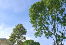 Keluarga Tan Malaka pulang basamo ke pusara tokoh pejuang Nasional di Sumatera Barat