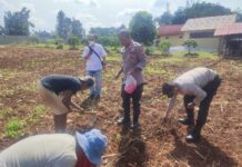 Polres Tangerang Selatan Dukung Ketahanan Pangan dengan Penanaman Jagung Tahap II