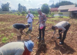 Polres Tangerang Selatan Dukung Ketahanan Pangan dengan Penanaman Jagung Tahap II