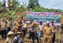 Polsek Babakan Madang Polres Bogor Tanam Jagung Hibrida Dukung Program Ketahanan Pangan