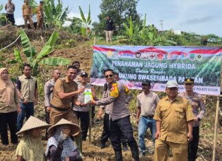 Polsek Babakan Madang Polres Bogor Tanam Jagung Hibrida Dukung Program Ketahanan Pangan
