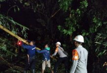 Reaksi Cepat Tim SAR Sat Brimob Polda Jabar Evakuasi Pohon Tumbang di Sumedang