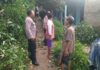 Pohon Tumbang Timpa Rumah Warga di Kemang, Polsek dan BPBD Bogor Bergerak Cepat Lakukan Evakuasi