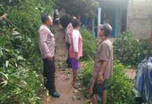 Pohon Tumbang Timpa Rumah Warga di Kemang, Polsek dan BPBD Bogor Bergerak Cepat Lakukan Evakuasi