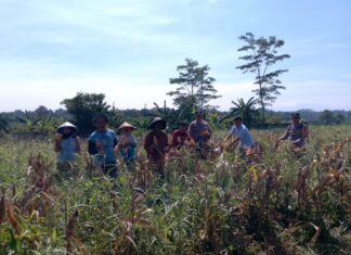 Polsek Rumpin Panen Jagung Hibrida di Mekarsari, Wujud Sinergi Dukung Ketahanan Pangan Nasional