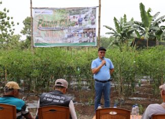 Panen Cabai dan Kerja Sama Bisnis Baru, Bukti Transformasi PETI Berjalan Sukses di Desa Darmo