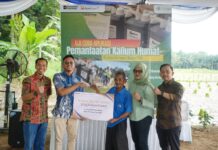 PTBA Uji Coba Aplikasi Kalium Humat di Lahan Pertanian Binaan di Muara Enim