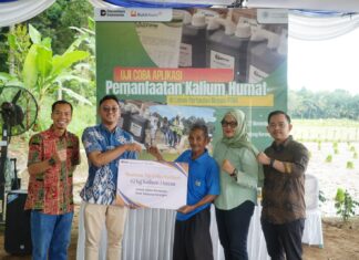 PTBA Uji Coba Aplikasi Kalium Humat di Lahan Pertanian Binaan di Muara Enim