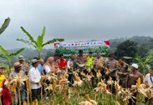 Kapolsek Babakan Madang Polres Bogor Panen Jagung Bersama Petani Jagung Bojong Koneng