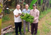 Bumdes Abdi Mandiri Bogor Raih Panen Perdana Pisang Barangan Jumbo Merah, Siap Dorong Ekonomi Desa