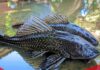 BPOM Bogor Ungkap Bahaya Konsumsi Ikan Sapu-Sapu dari Sungai Ciliwung Tercemar