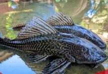 BPOM Bogor Ungkap Bahaya Konsumsi Ikan Sapu-Sapu dari Sungai Ciliwung Tercemar