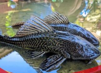 BPOM Bogor Ungkap Bahaya Konsumsi Ikan Sapu-Sapu dari Sungai Ciliwung Tercemar