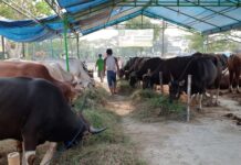 Tim Pemantau Hewan Kurban Bentukan Pemkab Bogor Sisir Lapak Hewan Ternak Jelang Idul Adha 1447 H