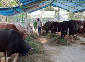 Tim Pemantau Hewan Kurban Bentukan Pemkab Bogor Sisir Lapak Hewan Ternak Jelang Idul Adha 1447 H