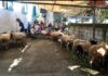 Ada Peningkatan Jumlah Hewan Qurban Di Masjid Jami Nurul Ihsan Bojong