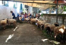 Ada Peningkatan Jumlah Hewan Qurban Di Masjid Jami Nurul Ihsan Bojong