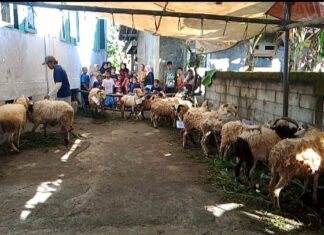 Ada Peningkatan Jumlah Hewan Qurban Di Masjid Jami Nurul Ihsan Bojong
