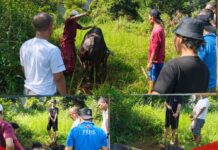 Sofwan Ali Apresiasi Rudy Susmanto atas Bantuan Sapi Kurban untuk BMSN Kabupaten Bogor