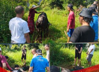 Sofwan Ali Apresiasi Rudy Susmanto atas Bantuan Sapi Kurban untuk BMSN Kabupaten Bogor