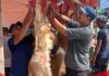 Warga Kampung Sudimampir Bojonggede Sembelih 1 Sapi dan 12 Kambing, Semangat Kebersamaan Warnai Iduladha 1447 H