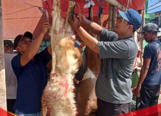 Warga Kampung Sudimampir Bojonggede Sembelih 1 Sapi dan 12 Kambing, Semangat Kebersamaan Warnai Iduladha 1447 H