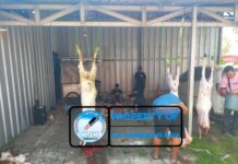 KJK Tangerang Raya Bagikan 100 Paket Daging Kurban kepada Warga Cimone pada Iduladha 1447 H