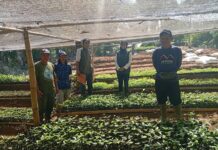 Pengelolaan Hutan Berkelanjutan di Ciamis, Perhutani Perkuat Rehabilitasi Lahan dan Penghijauan
